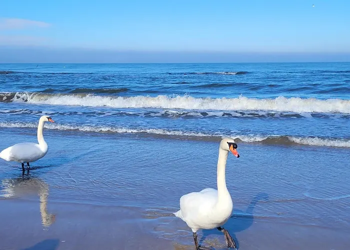 Baltyk ホームステイ *